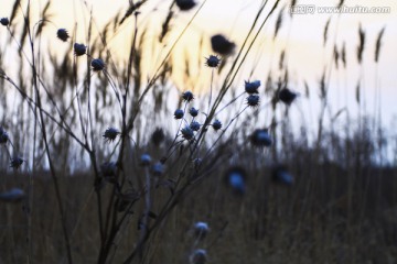 冬季冬天荒芜干旱的枯草