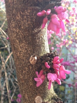 垂丝紫荆花