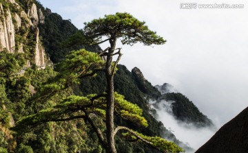 高山松柏