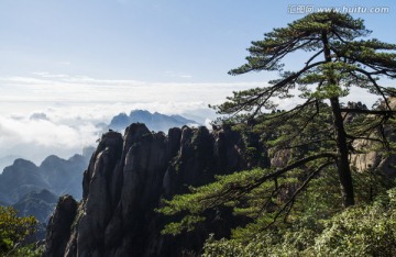 三清山 松树