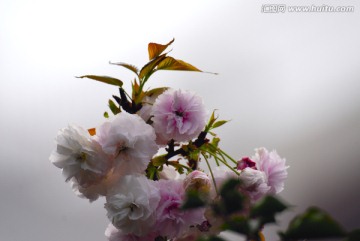 櫻花