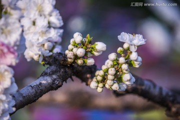 桃花盛开