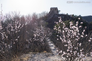 長城 逆光 春天 杏花