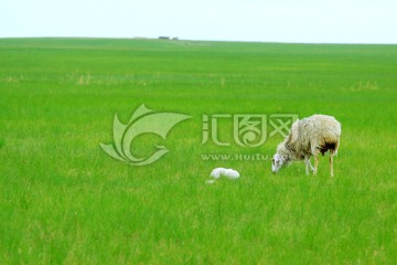 夏季草原上的羊