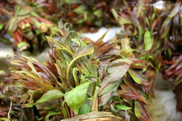 菜 芽菜 菜牙 家常菜 特色菜