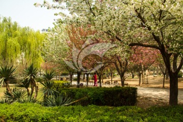 春天里的紫薇田园都市中心花园