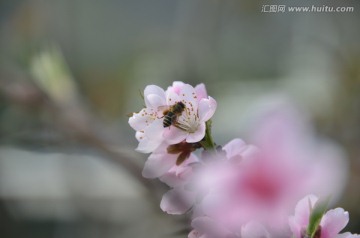 蜂恋桃花