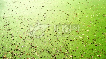 池塘水藻