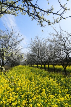 油菜花