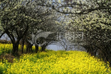 油菜花