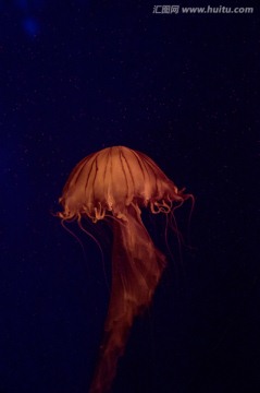 水母