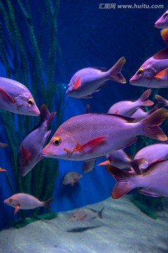 海底世界 热带鱼