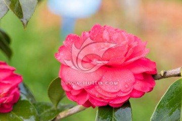 茶花 山茶花