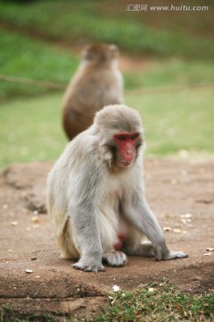 猴子一组 动物 弥猴