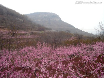 山谷桃花开