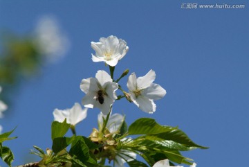 苹果花蜜蜂采蜜