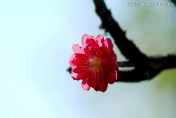 樱花特写