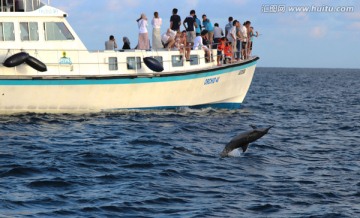 飞跃海豚