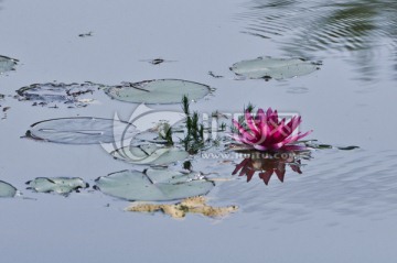 诗意莲花