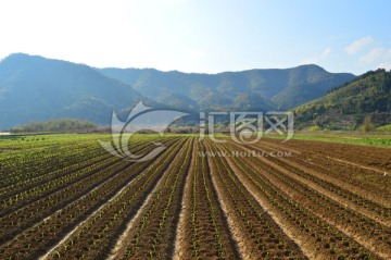 田园风光