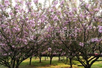 櫻花樹(shù)