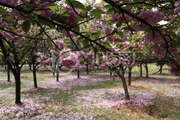 樱花树