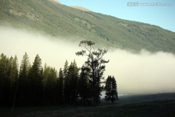 天山针叶林