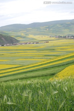 门源油菜花