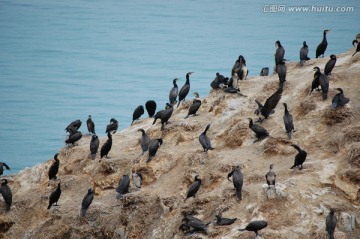 青海湖鸟岛