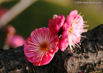 梅花