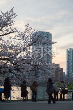 上野公园 游人与樱花