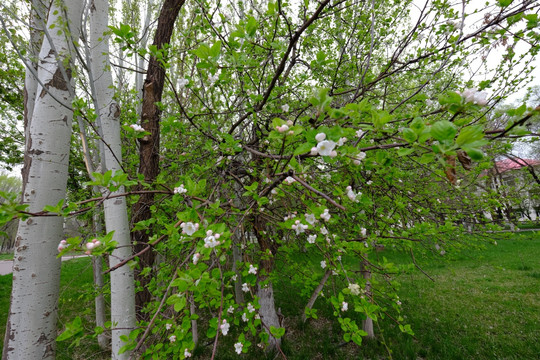 苹果树