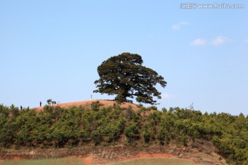 东川红土地林木种植