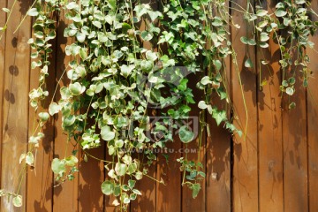 绿植木板墙