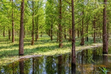 昆明滇池湿地