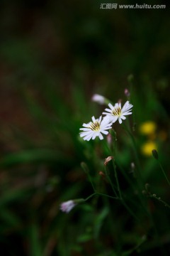 苦菜花