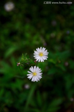 苦菜花