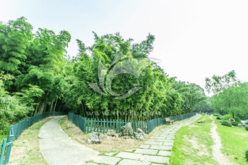 竹林