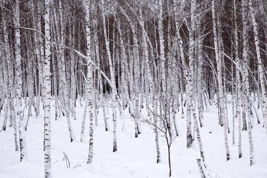 白桦林雪景