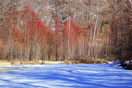 雪原红柳