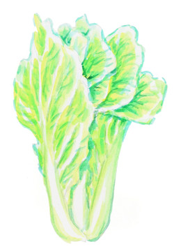 大白菜 水彩画 蔬菜 绿色食品
