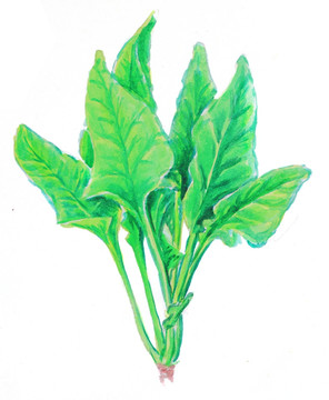 菠菜 健康食品 水彩畫 分層圖