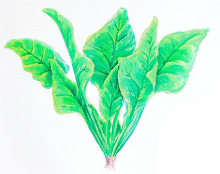 菠菜 蔬菜 水彩畫(huà) 彩鉛畫(huà)