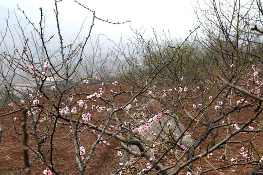 开满鲜花的山岗