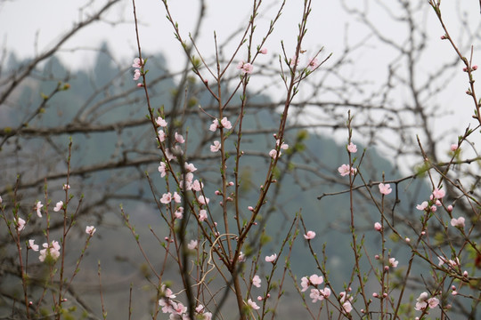 枝头的花