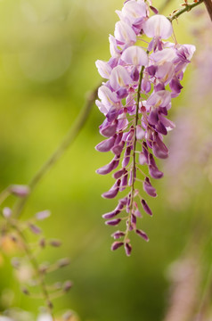 开放的紫藤花