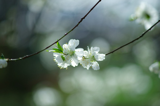 桃花