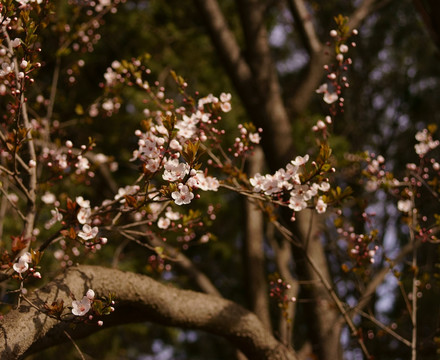 紫叶李