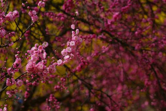 桃花