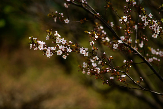 紫叶李